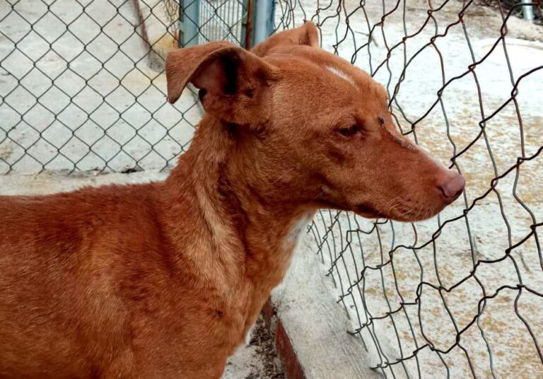 multimedia-foto84321-608-1