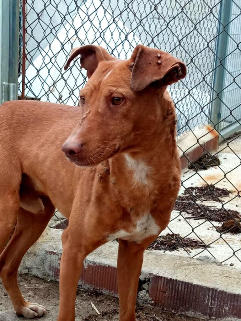 multimedia-foto84323-609-1