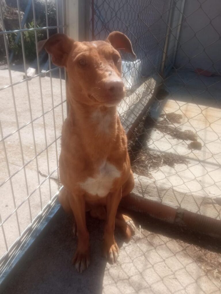 multimedia-foto84324-609-1