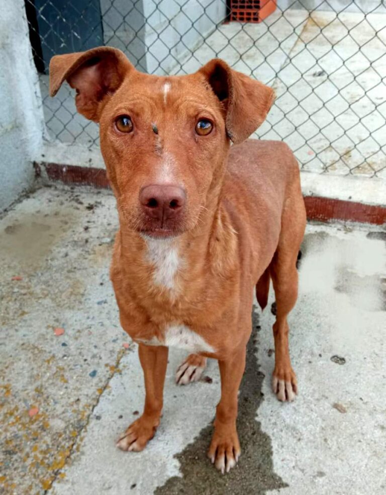 multimedia-foto84325-609-1