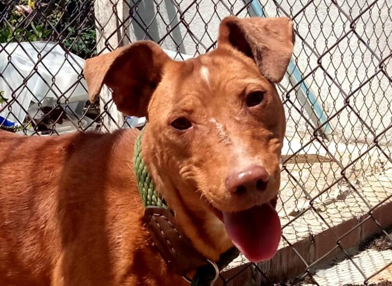 multimedia-foto84327-609-1