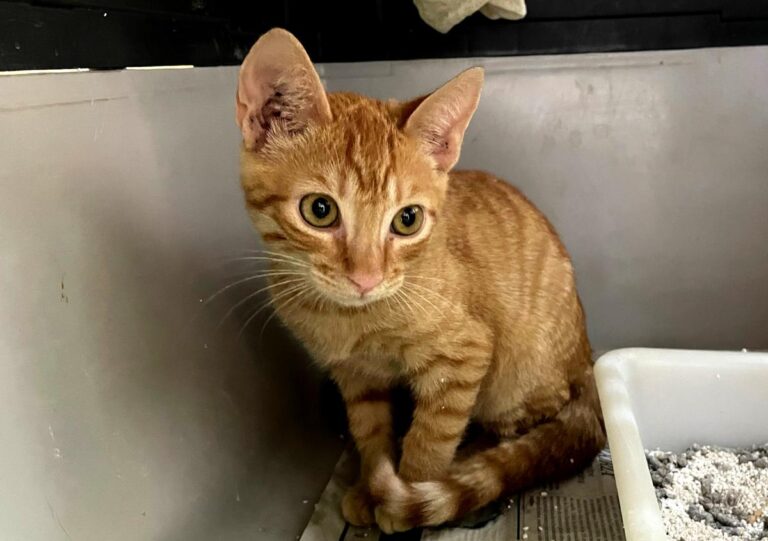 multimedia-foto84330-337-1