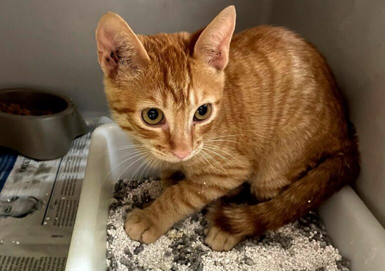 multimedia-foto84332-337-1