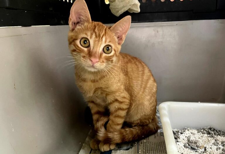 multimedia-foto84334-337-1