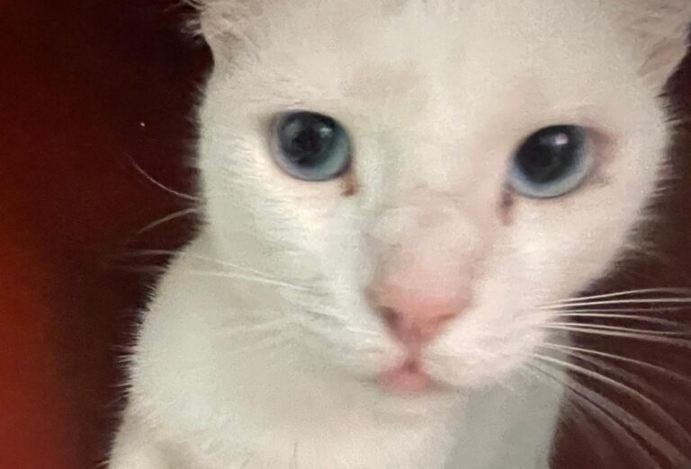 multimedia-foto84339-332-1