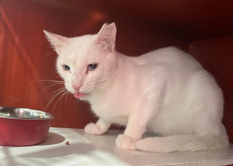 multimedia-foto84340-332-1