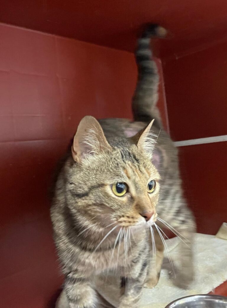 multimedia-foto84346-615-1