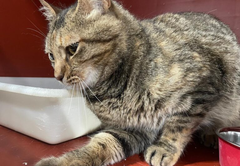 multimedia-foto84347-615-1