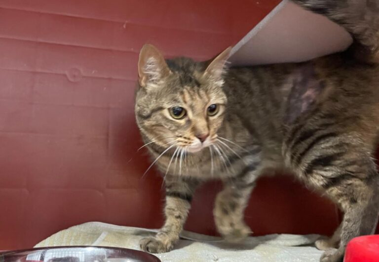 multimedia-foto84348-615-1