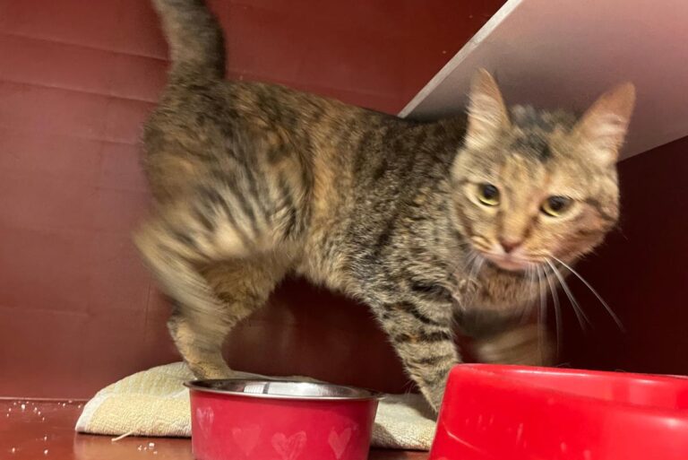 multimedia-foto84349-615-1