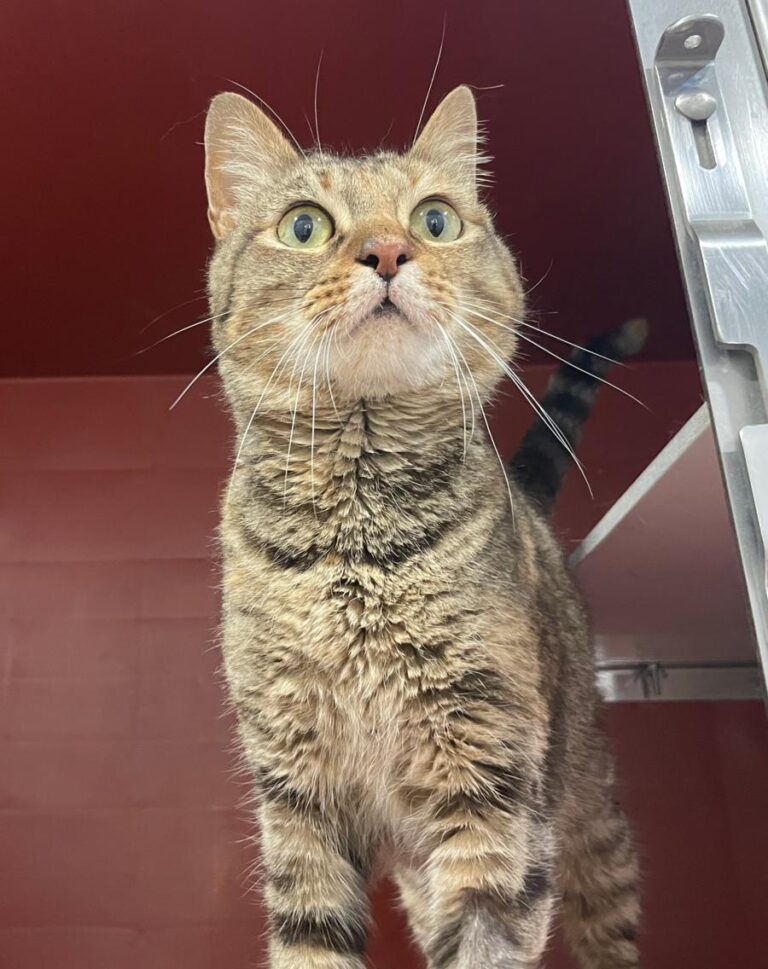 multimedia-foto84350-616-1