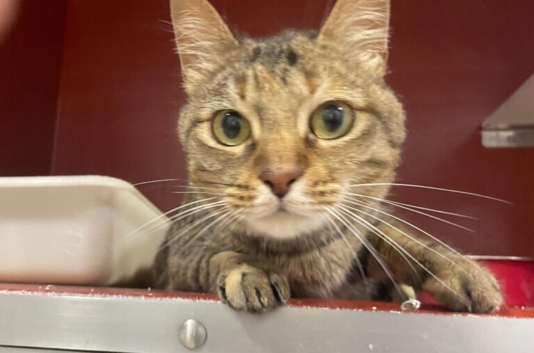 multimedia-foto84351-616-1