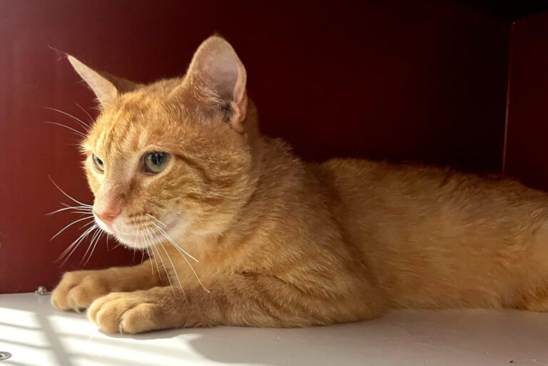 multimedia-foto84353-81-1