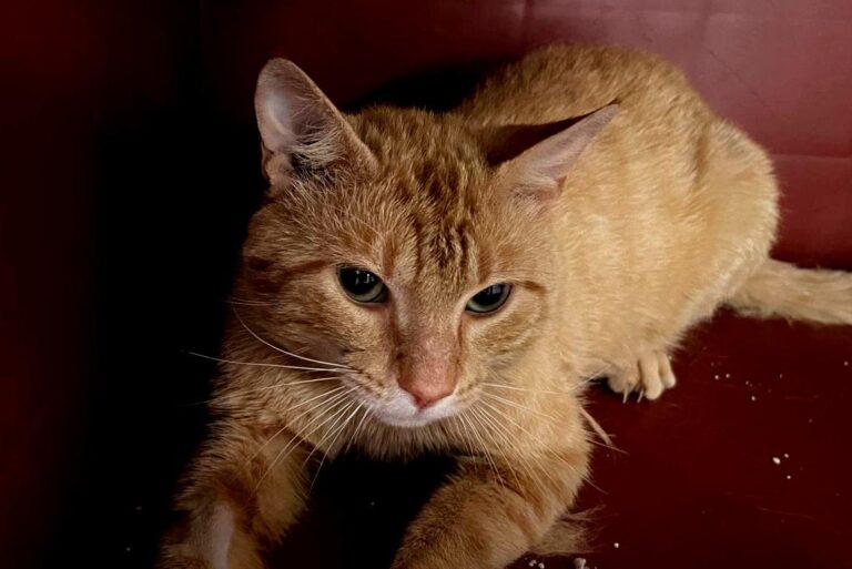 multimedia-foto84354-81-1