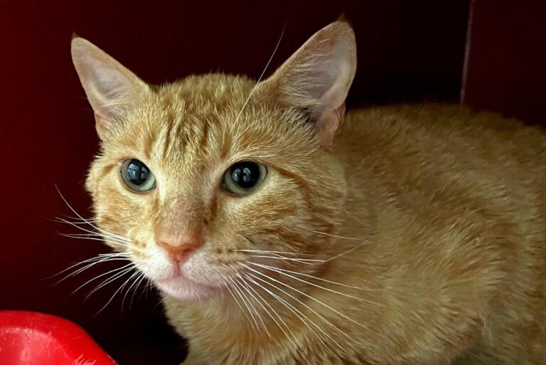 multimedia-foto84355-81-1