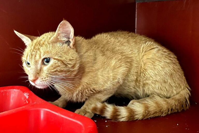 multimedia-foto84356-81-1