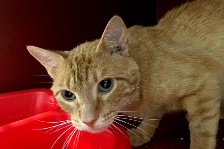 multimedia-foto84357-81-1