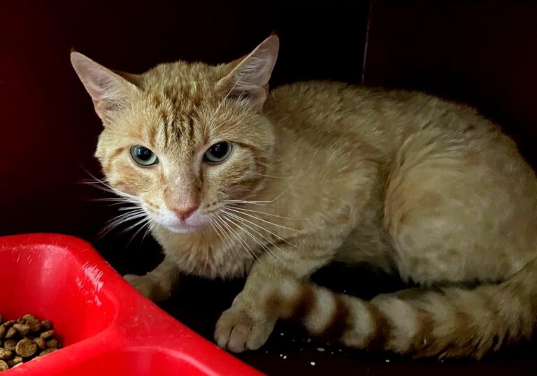 multimedia-foto84358-82-1