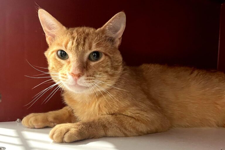 multimedia-foto84359-82-1