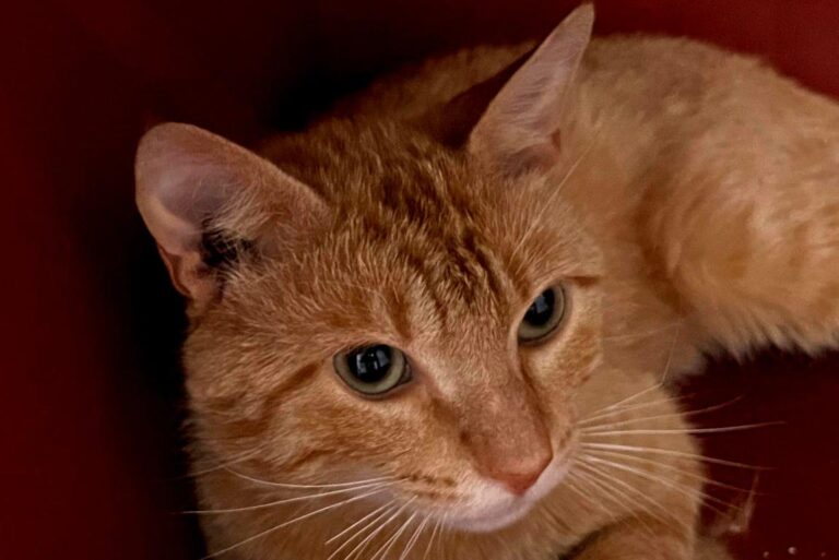 multimedia-foto84360-82-1