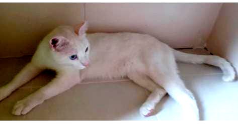 multimedia-foto84361-723-1