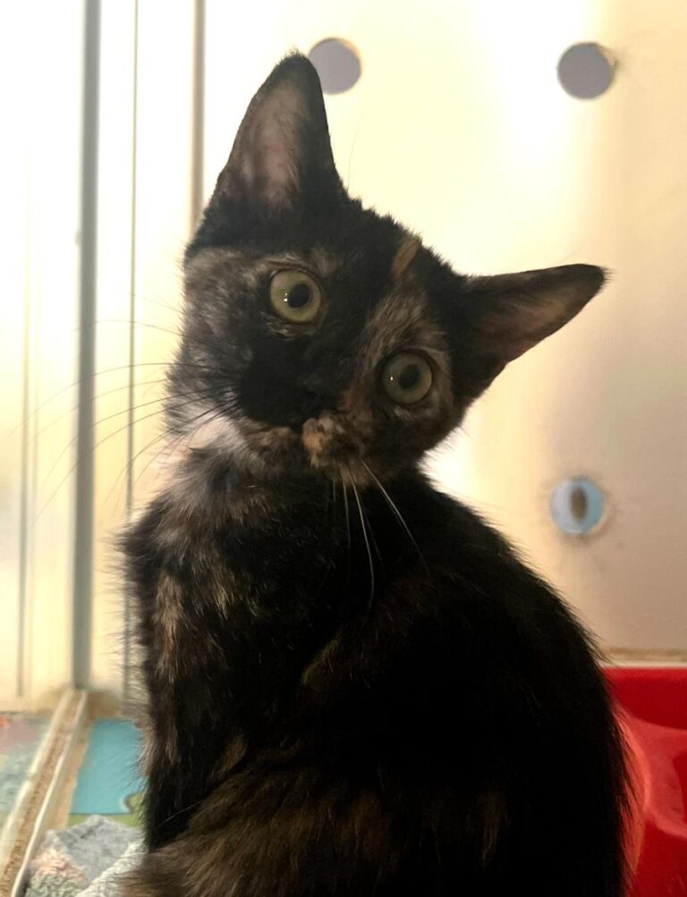 multimedia-foto84367-334-1