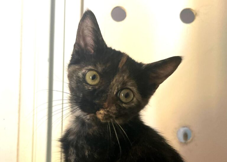 multimedia-foto84368-334-1