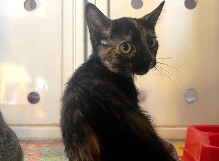 multimedia-foto84369-334-1