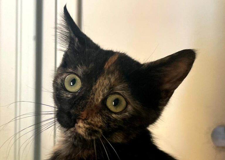 multimedia-foto84370-334-1