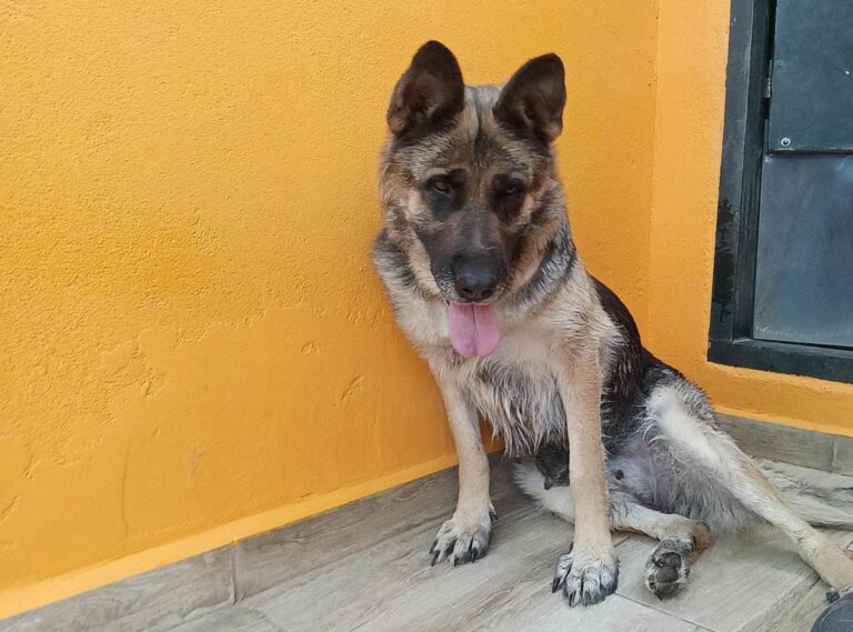 multimedia-foto84378-544-1