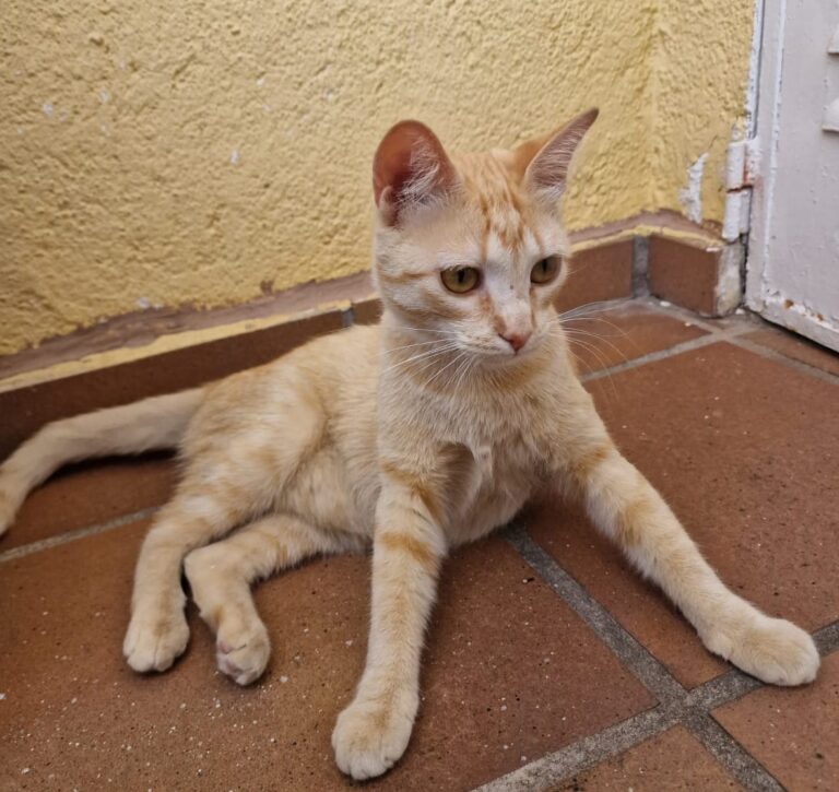 multimedia-foto84388-954-1