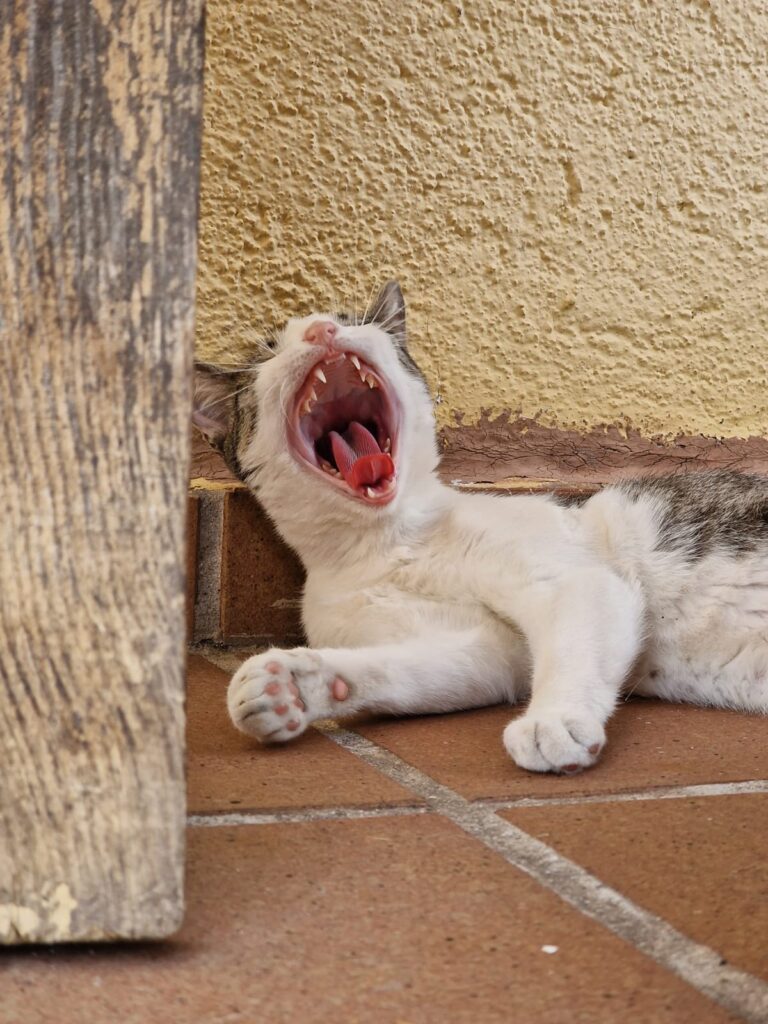 multimedia-foto84404-335-1