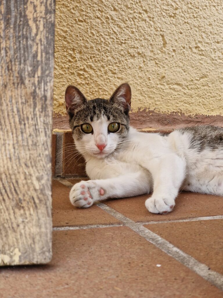 multimedia-foto84405-335-1