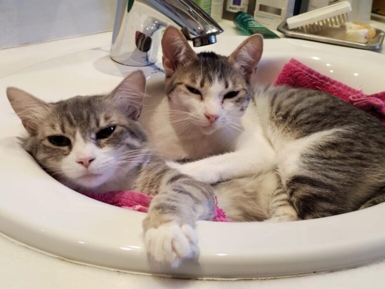 multimedia-foto84411-5-1