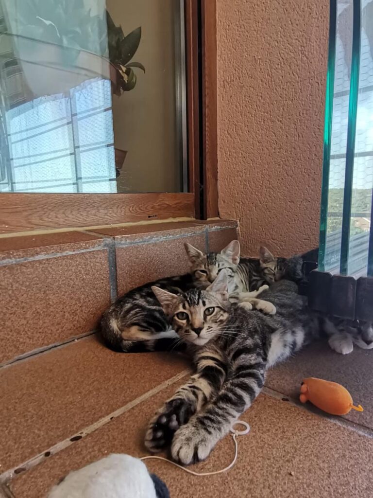 multimedia-foto84456-602-1