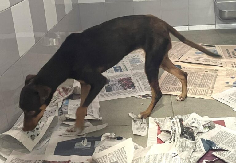 multimedia-foto84470-226-1