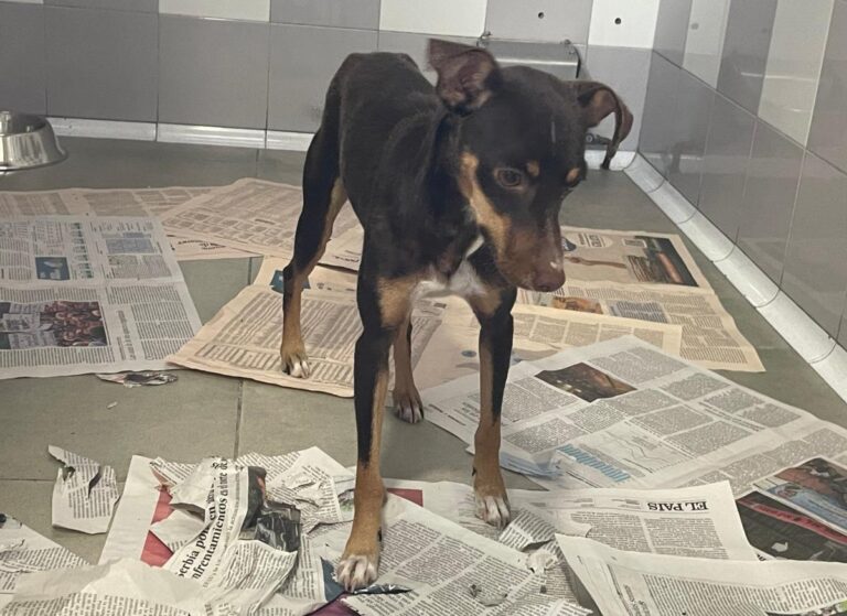 multimedia-foto84471-226-1