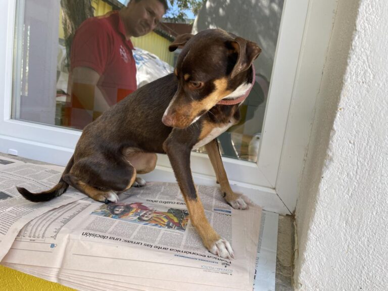 multimedia-foto84472-226-1