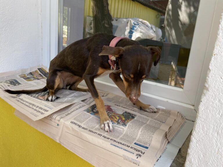 multimedia-foto84475-227-1