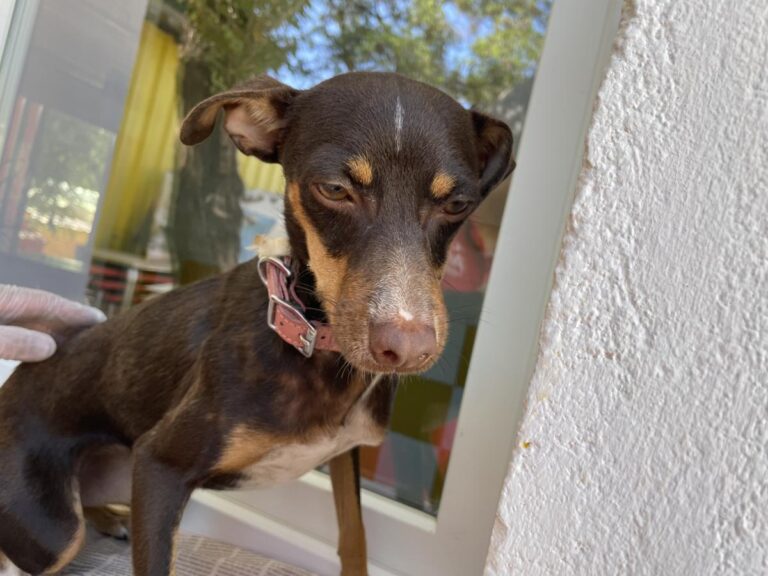 multimedia-foto84476-227-1