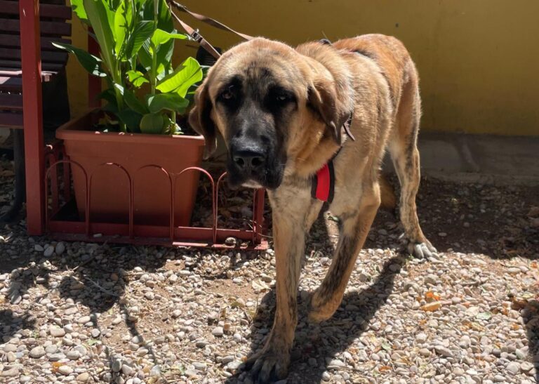 multimedia-foto84491-266-1