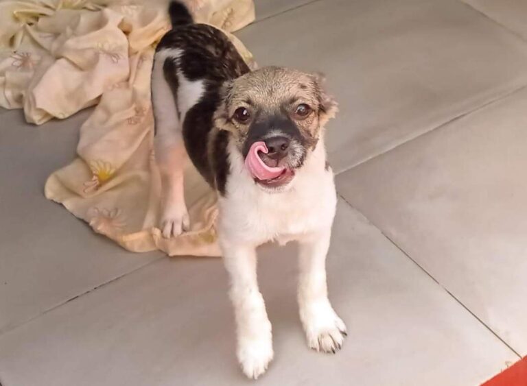 multimedia-foto84548-77-1