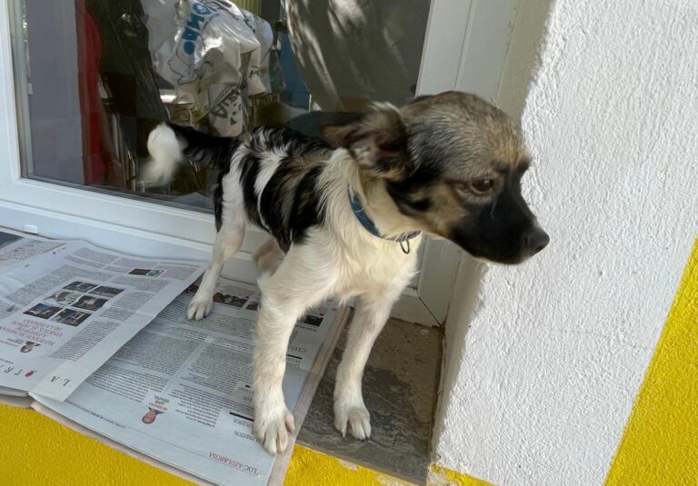 multimedia-foto84549-78-1