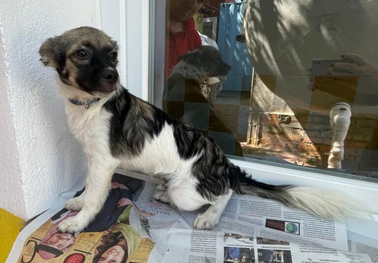 multimedia-foto84550-78-1