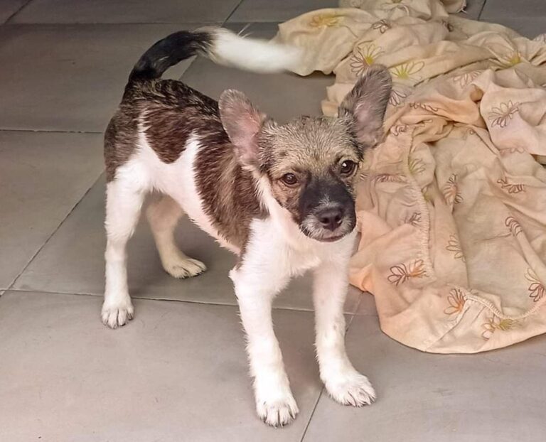 multimedia-foto84552-78-1