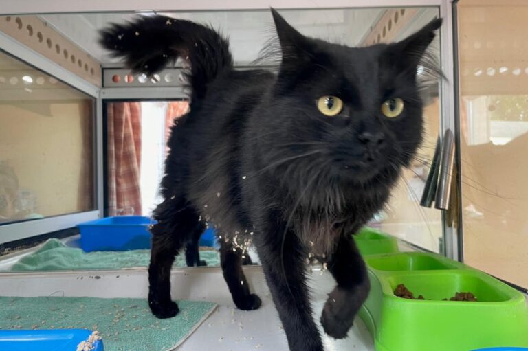 multimedia-foto84553-971-1