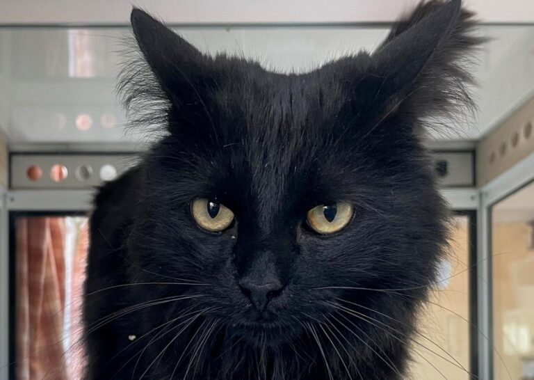 multimedia-foto84556-971-1