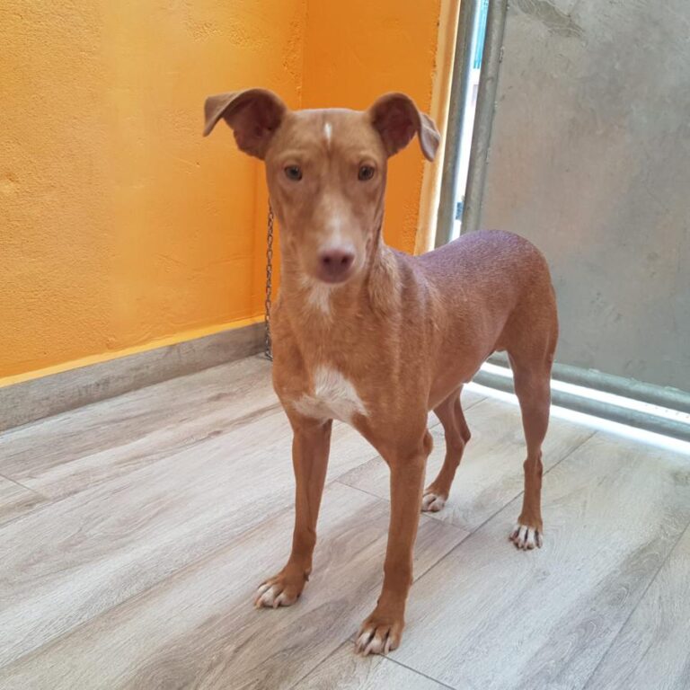 multimedia-foto84579-686-1