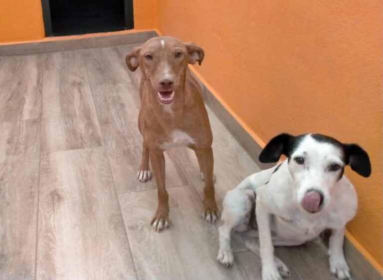 multimedia-foto84583-319-1