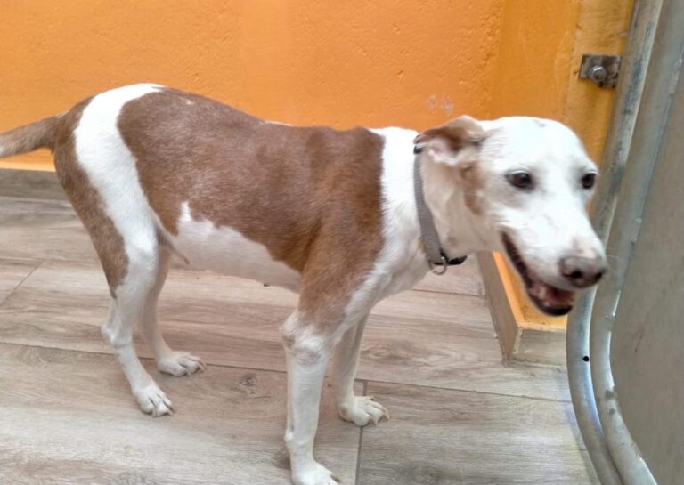 multimedia-foto84585-362-1